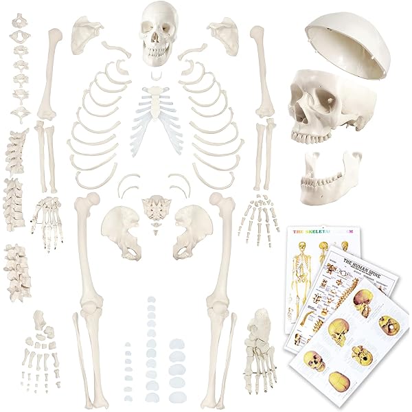 Human Osteology, Third Edition 3rd by White, Tim D., Black